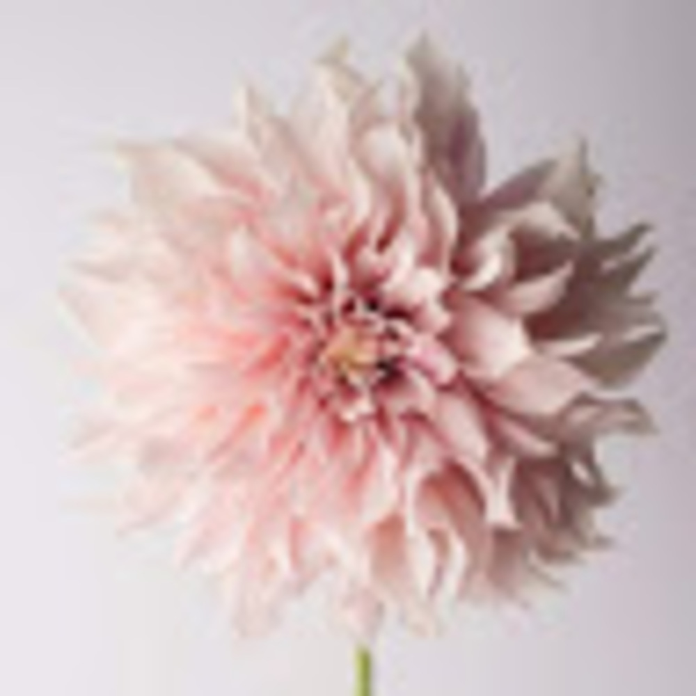 Meet your Posher, Ashlee